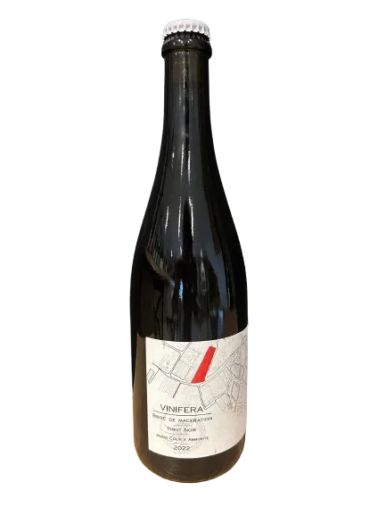 vinifera pinot noir